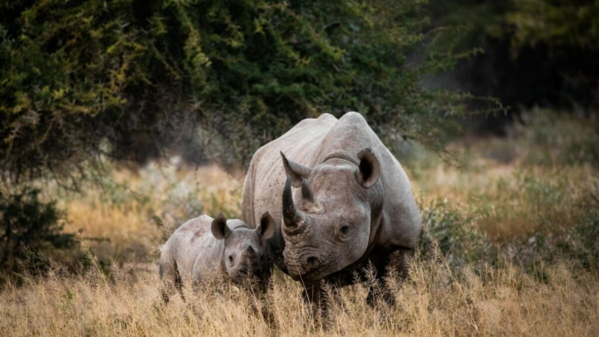two rhinoceros on brown grass field during daytime