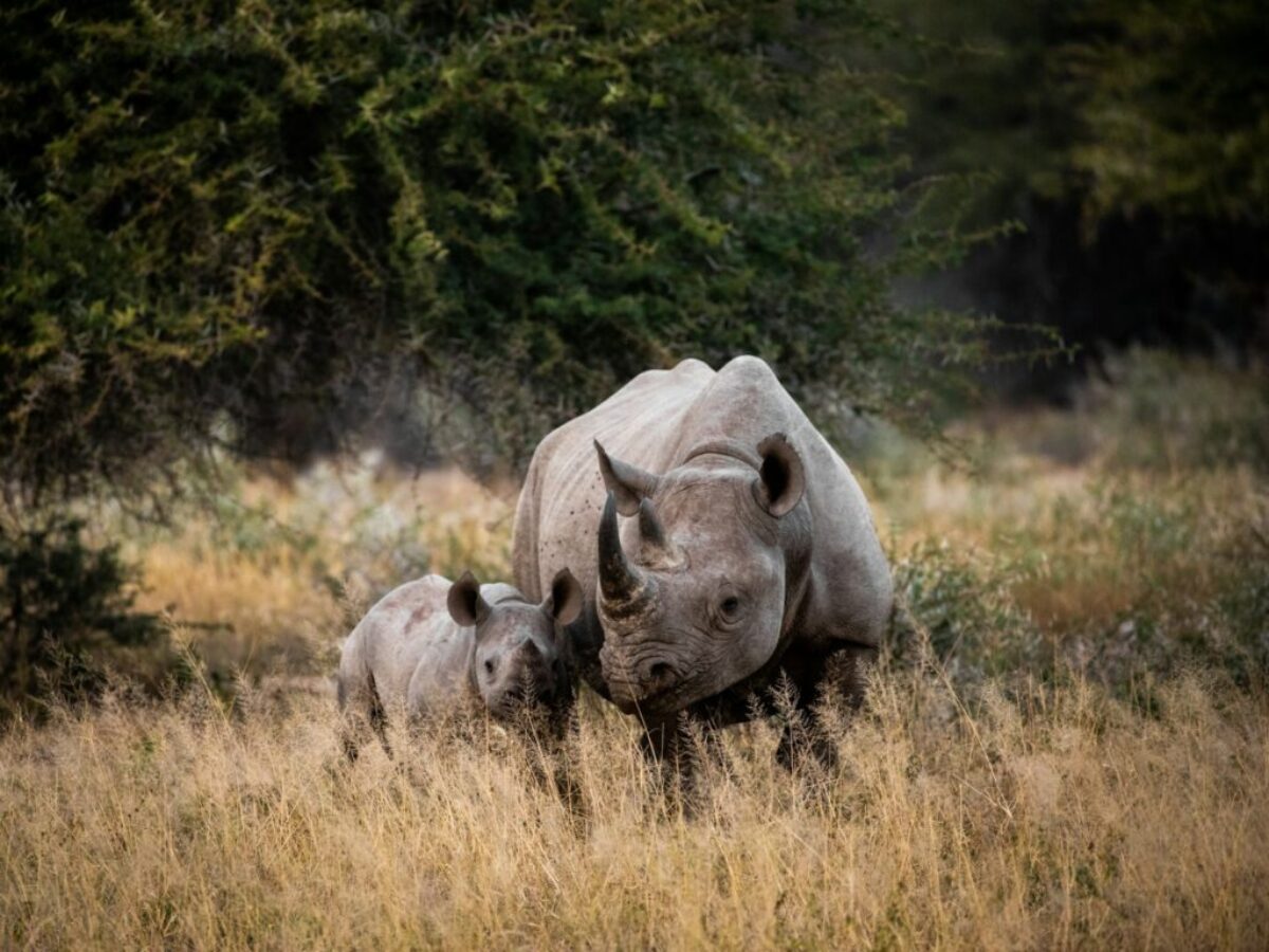 two rhinoceros on brown grass field during daytime