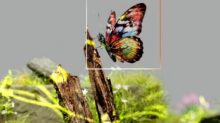 An artist’s illustration of artificial intelligence (AI). This image depicts how AI could help understand ecosystems and identify species. It was created by Nidia Dias as part of the Visua...