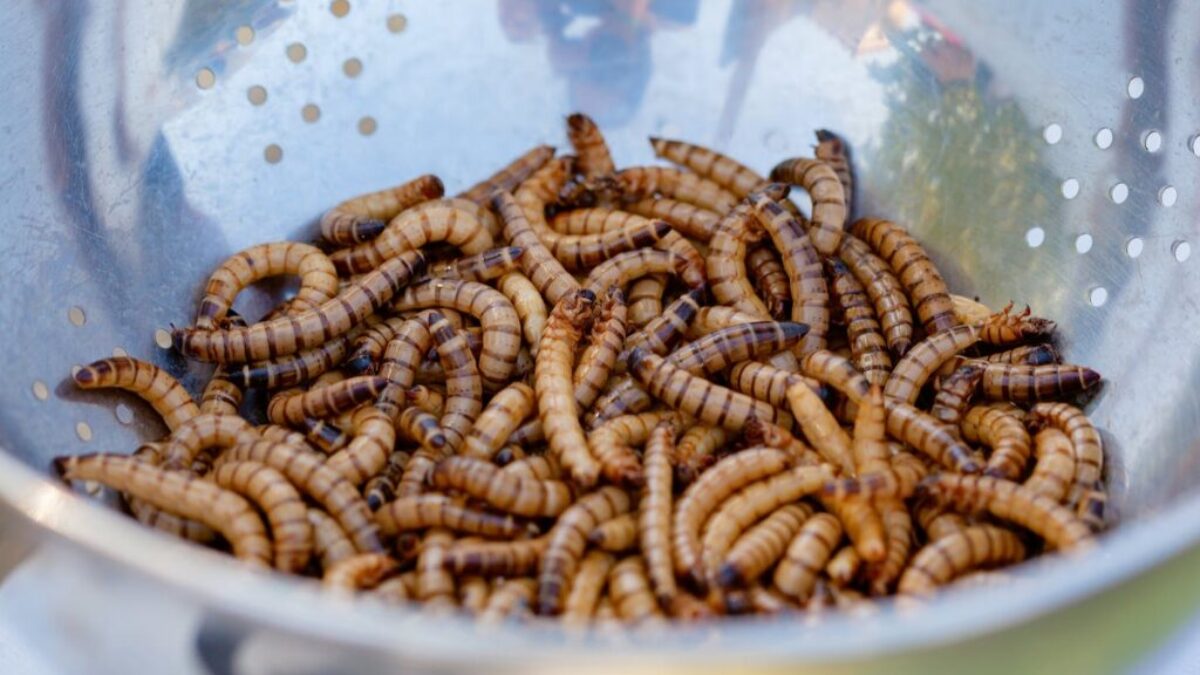 Worms on a Stainless Bowl