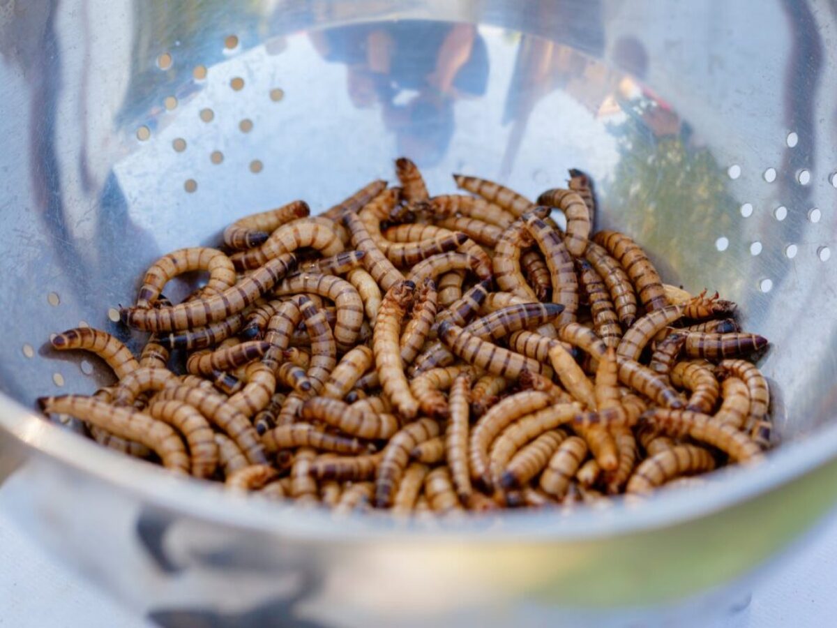 Worms on a Stainless Bowl