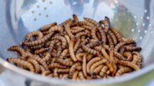Worms on a Stainless Bowl