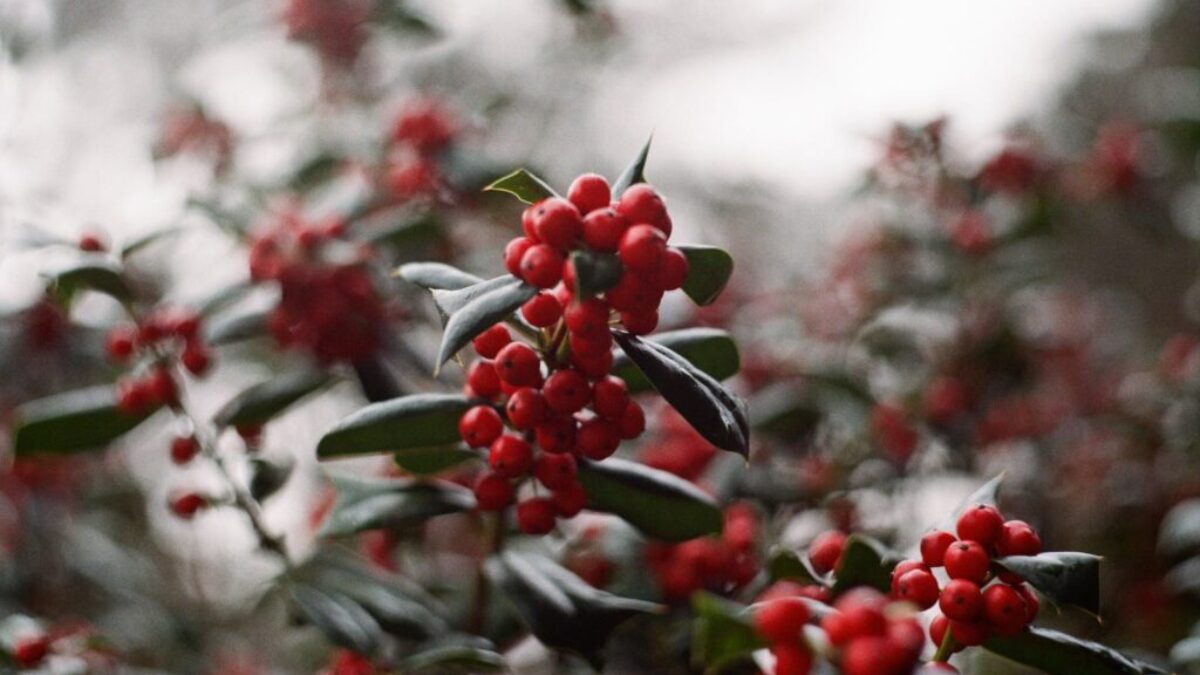 A Holly Plant