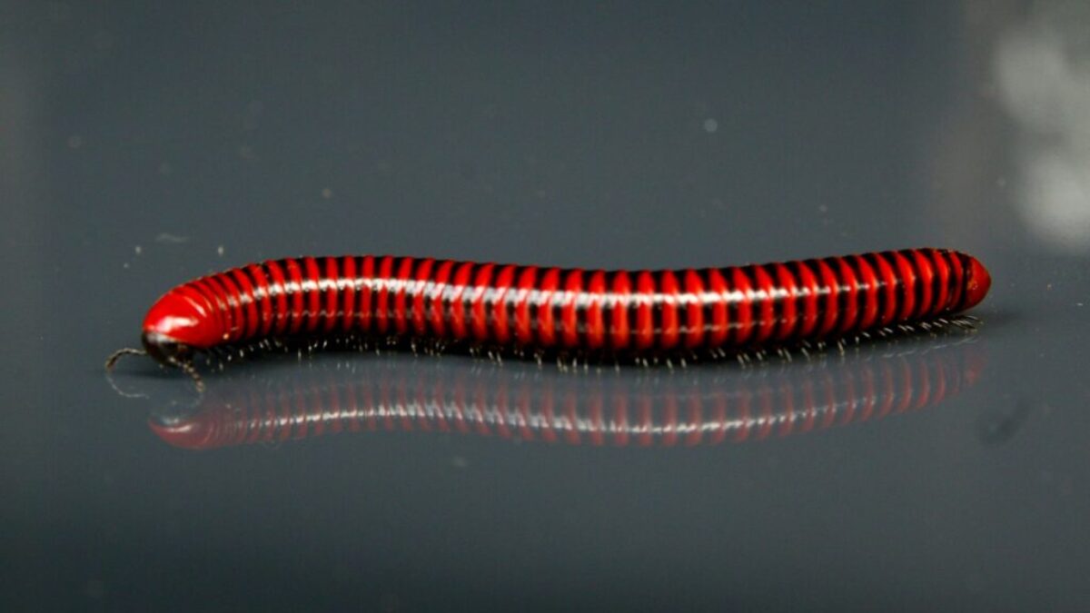 orange and black caterpillar on grey surface