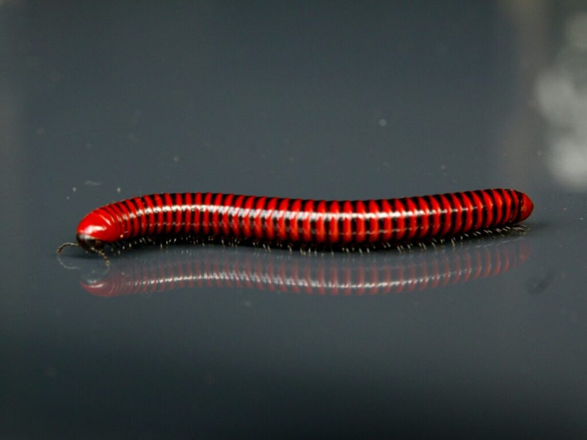 orange and black caterpillar on grey surface