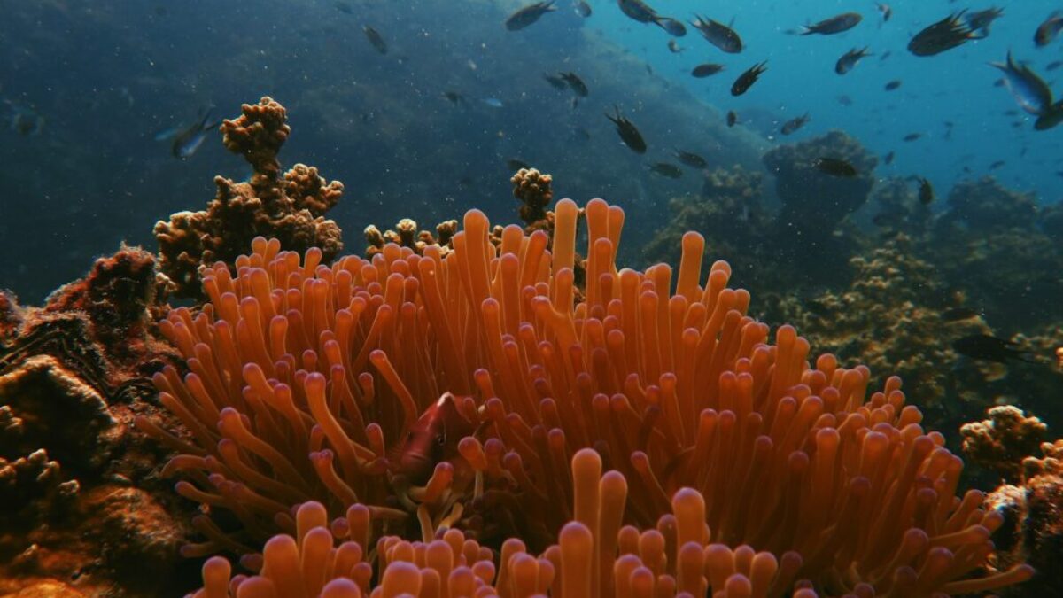 photo of sea anemone