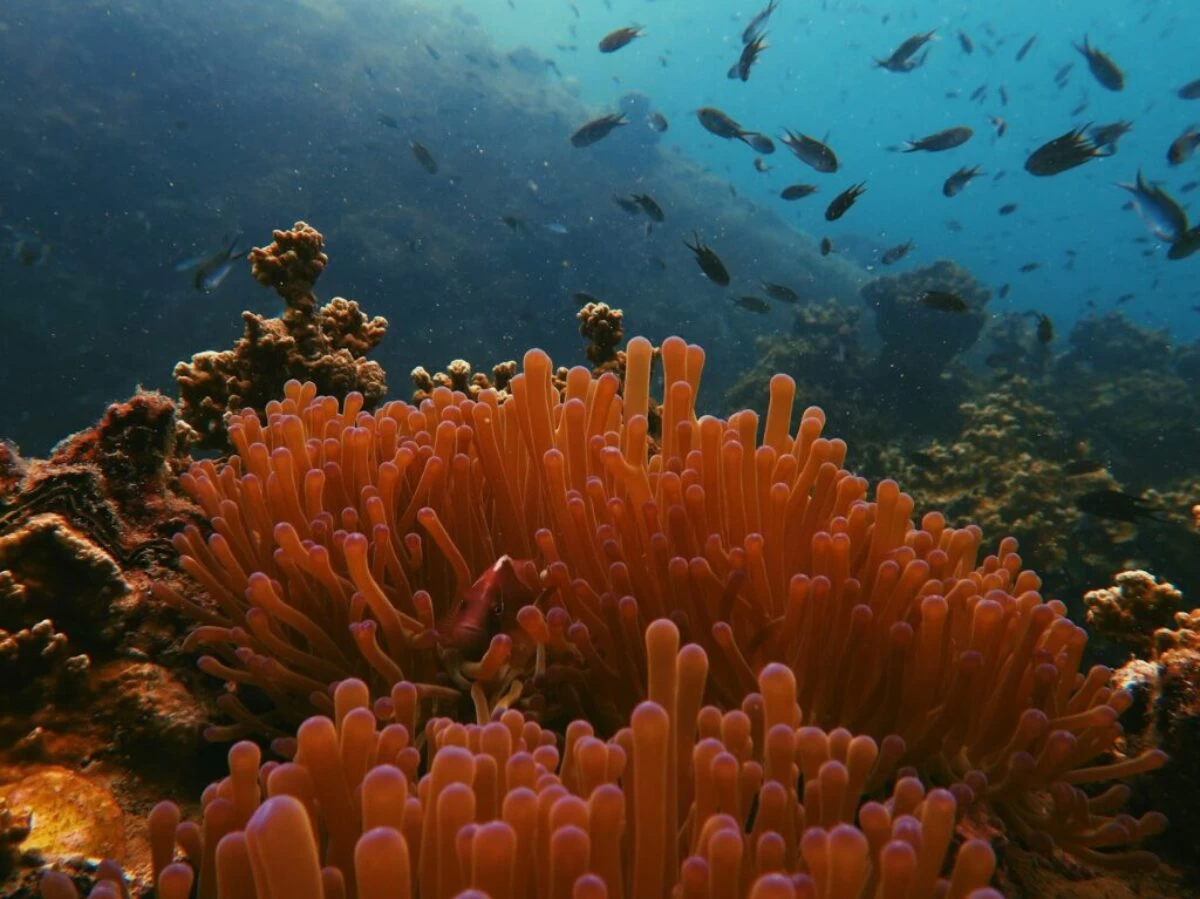 photo of sea anemone