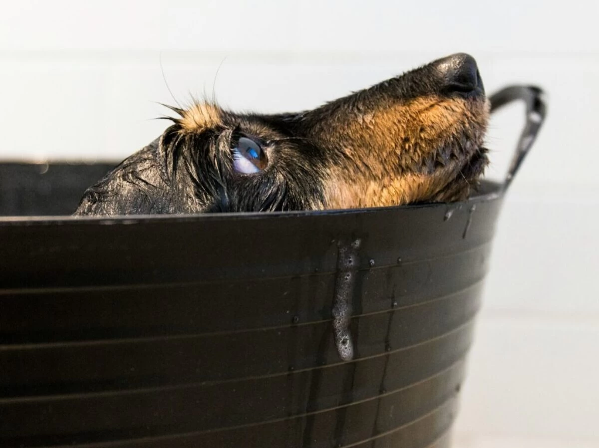 black and tan short coat medium dog in black plastic bucket