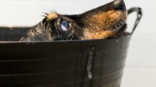 black and tan short coat medium dog in black plastic bucket