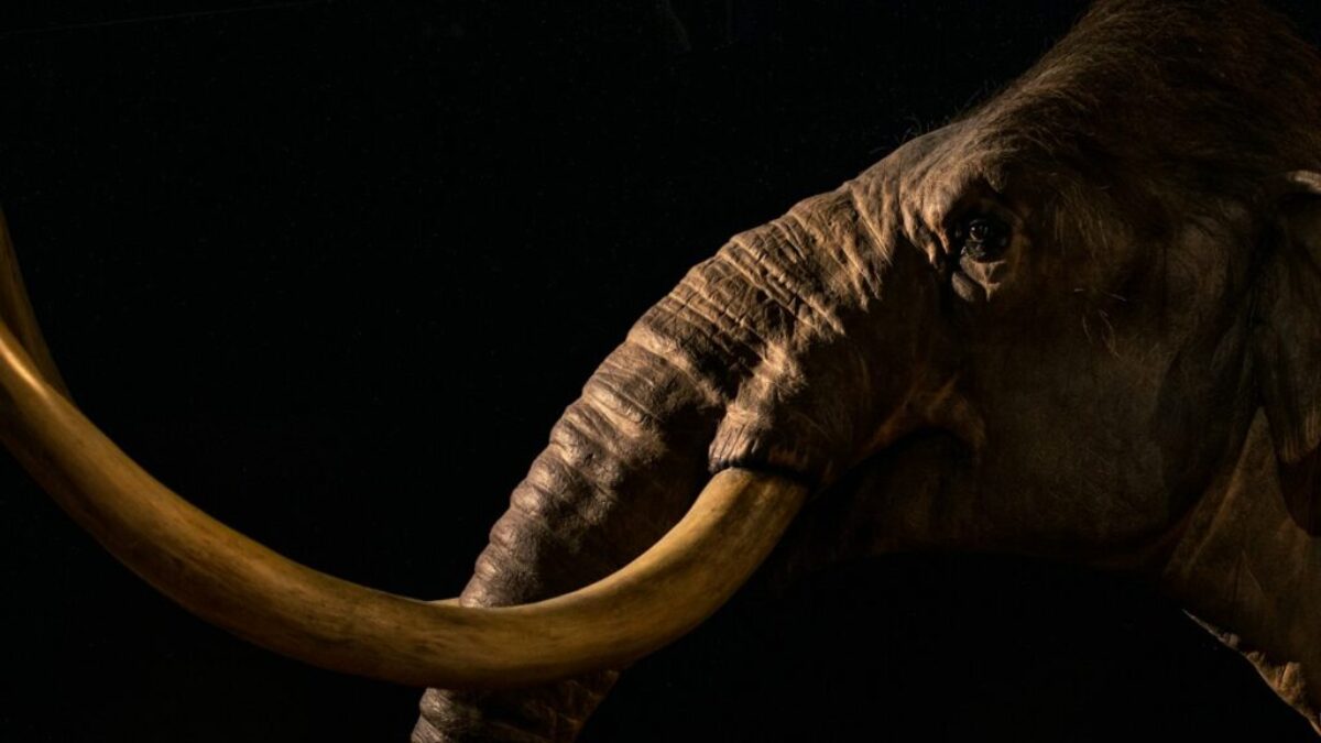 photography of gray elephant