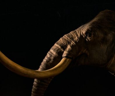 photography of gray elephant
