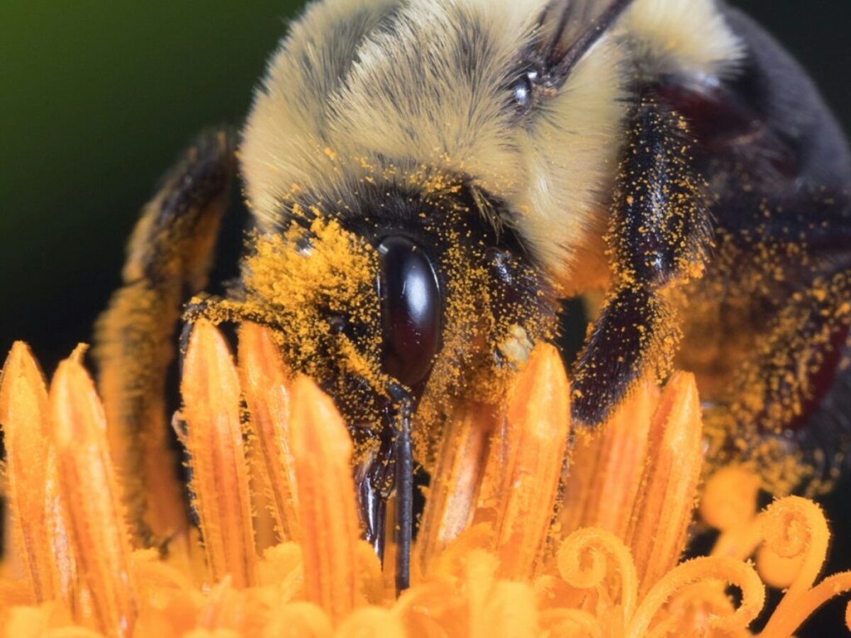 yellow carpenter bee perched on orange flower