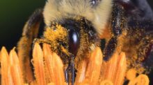 yellow carpenter bee perched on orange flower