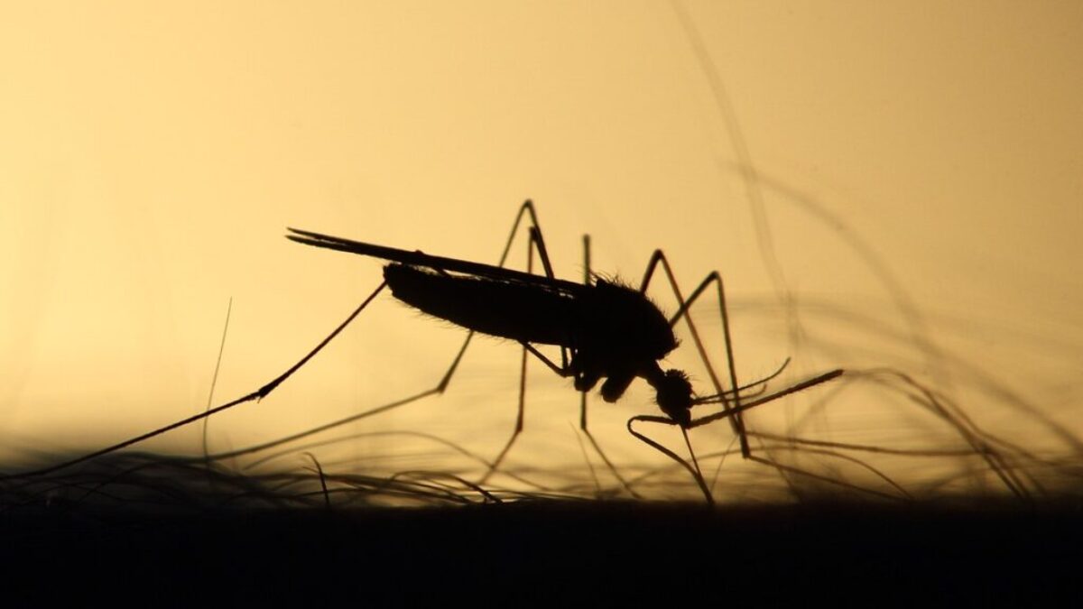 mosquito, feeding, silhouette