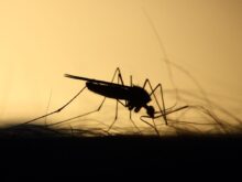 mosquito, feeding, silhouette