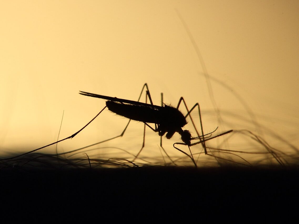 mosquito, feeding, silhouette