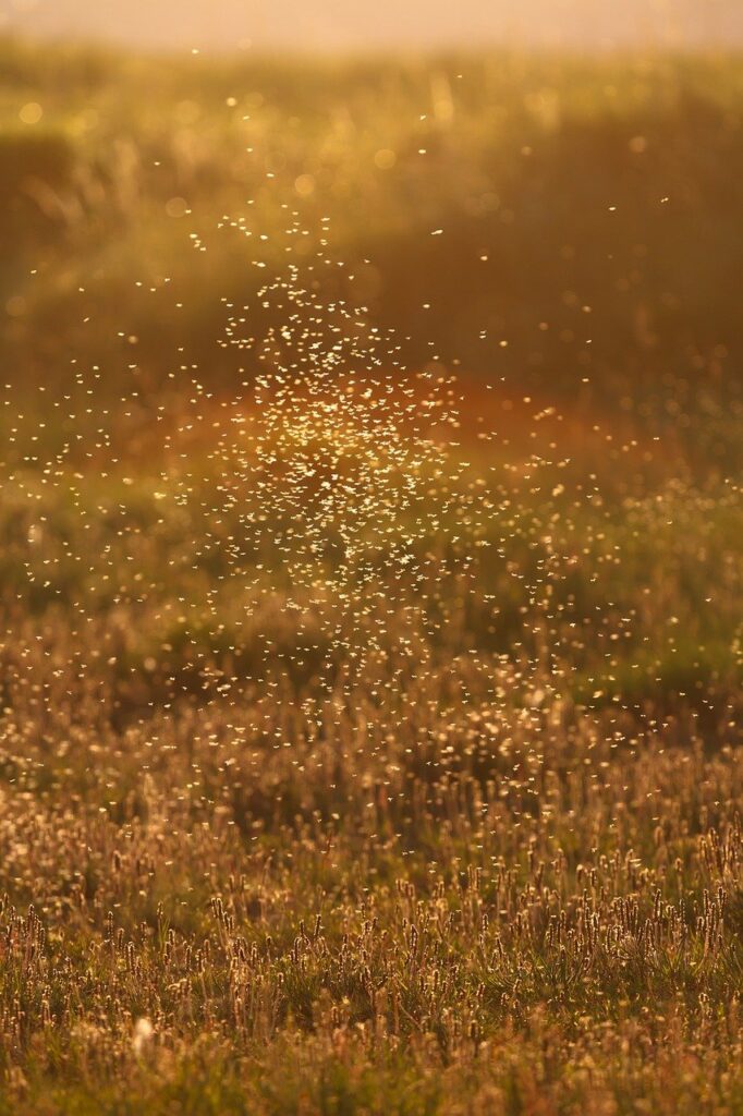Photo by adege - Techsvět insects, mosquitoes, mosquito plague