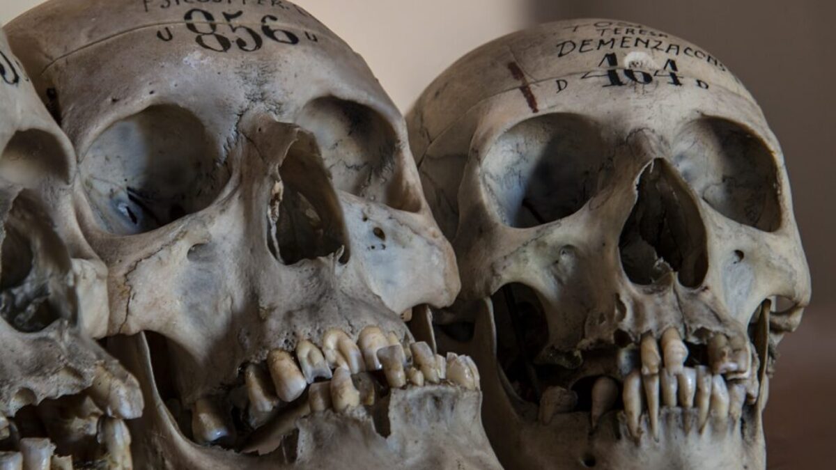 three gray skull decors