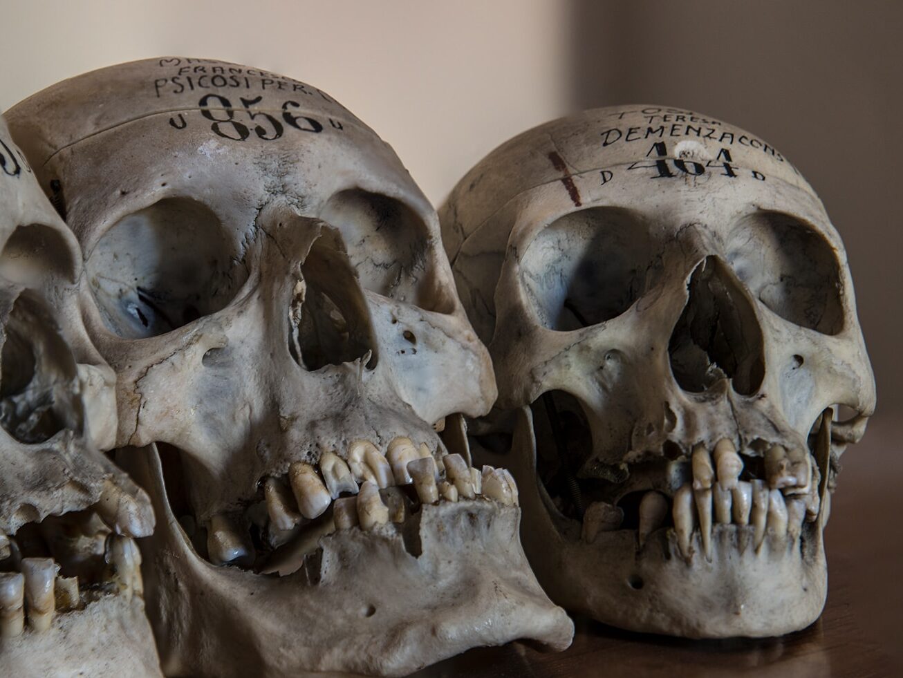 three gray skull decors