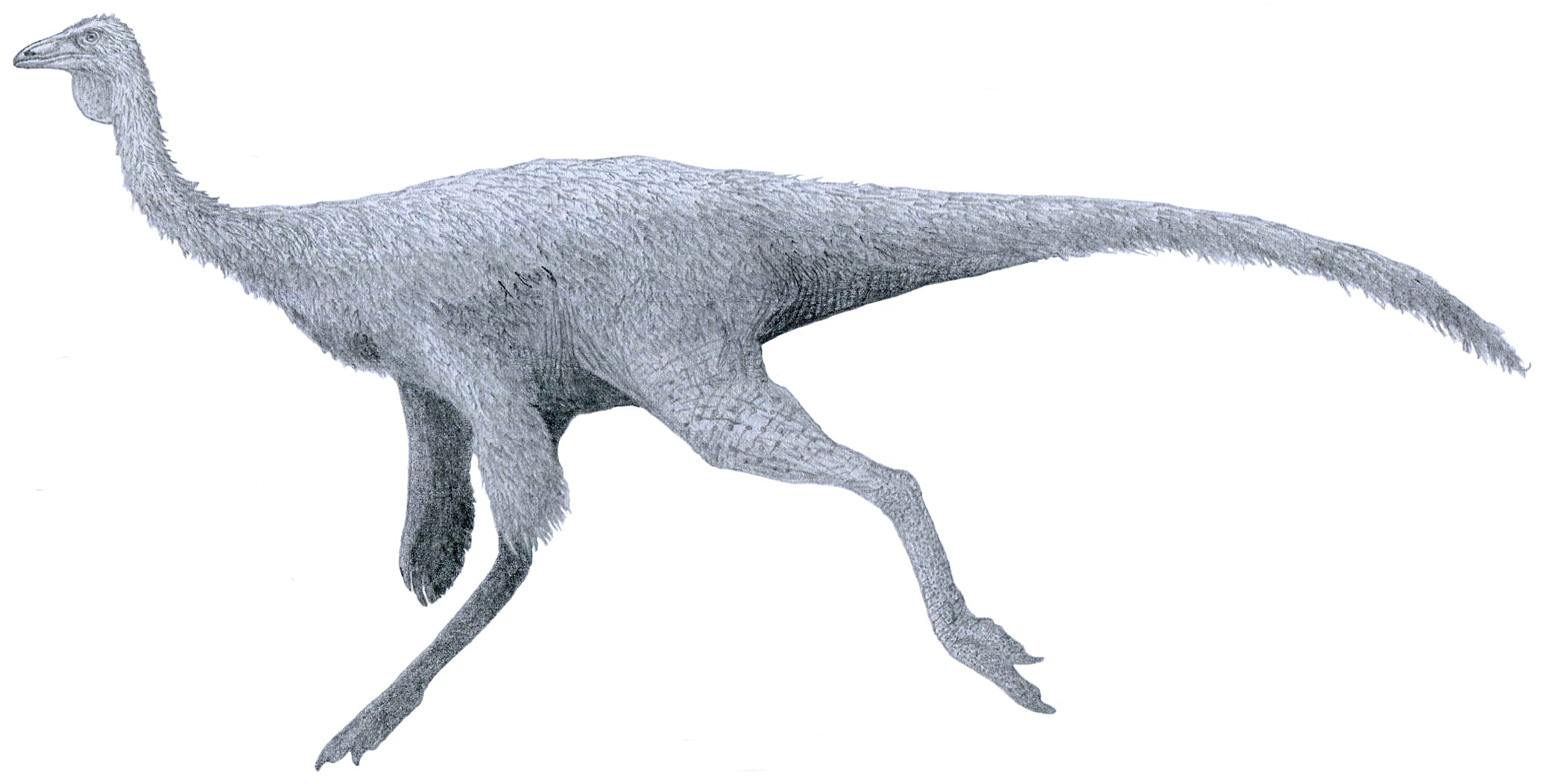 'Ornithomimus' sp. by Tom Parker - Techsvět