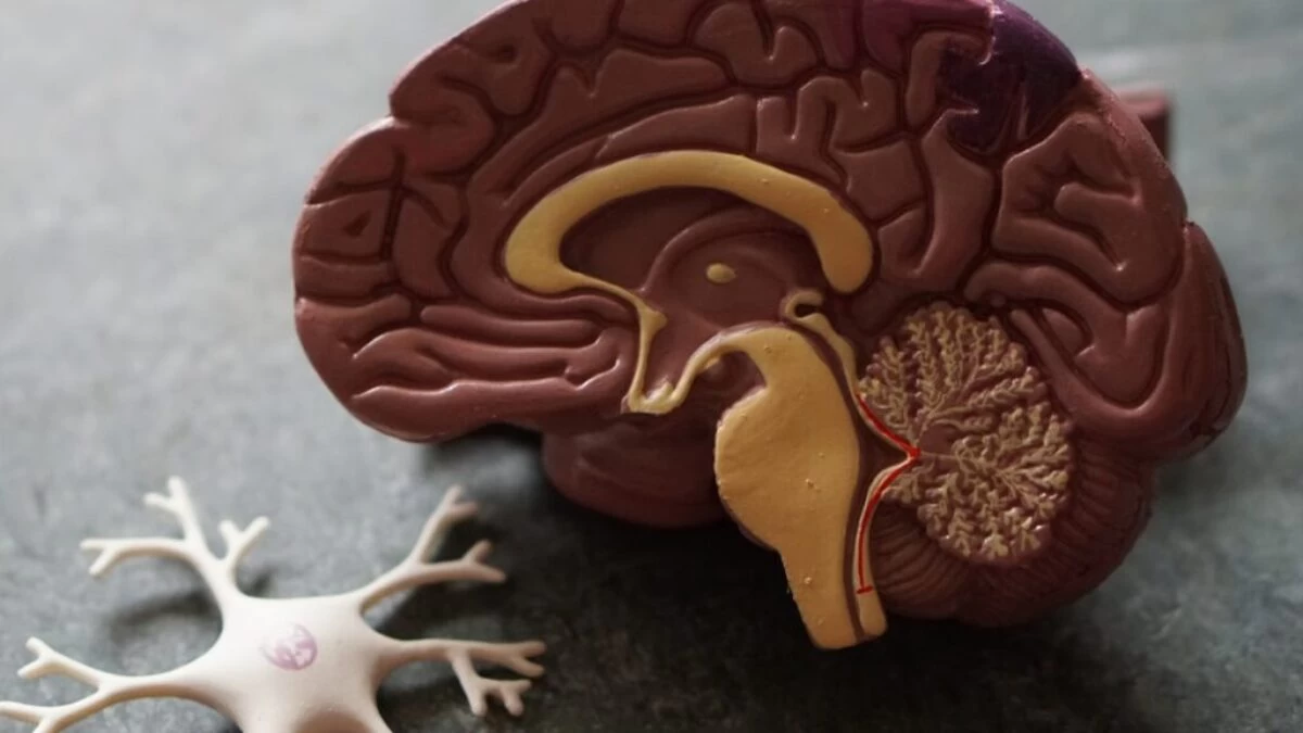 human brain toy
