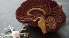 human brain toy