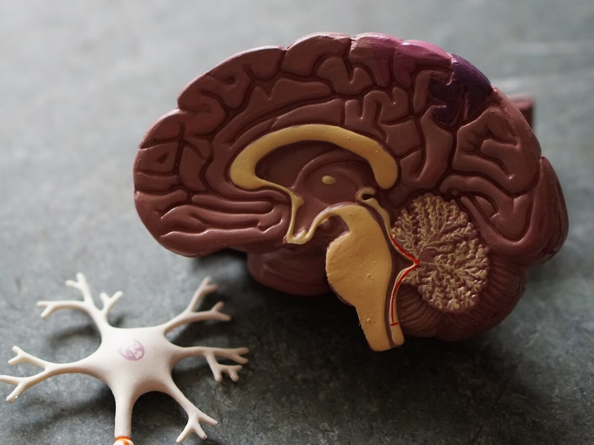 human brain toy