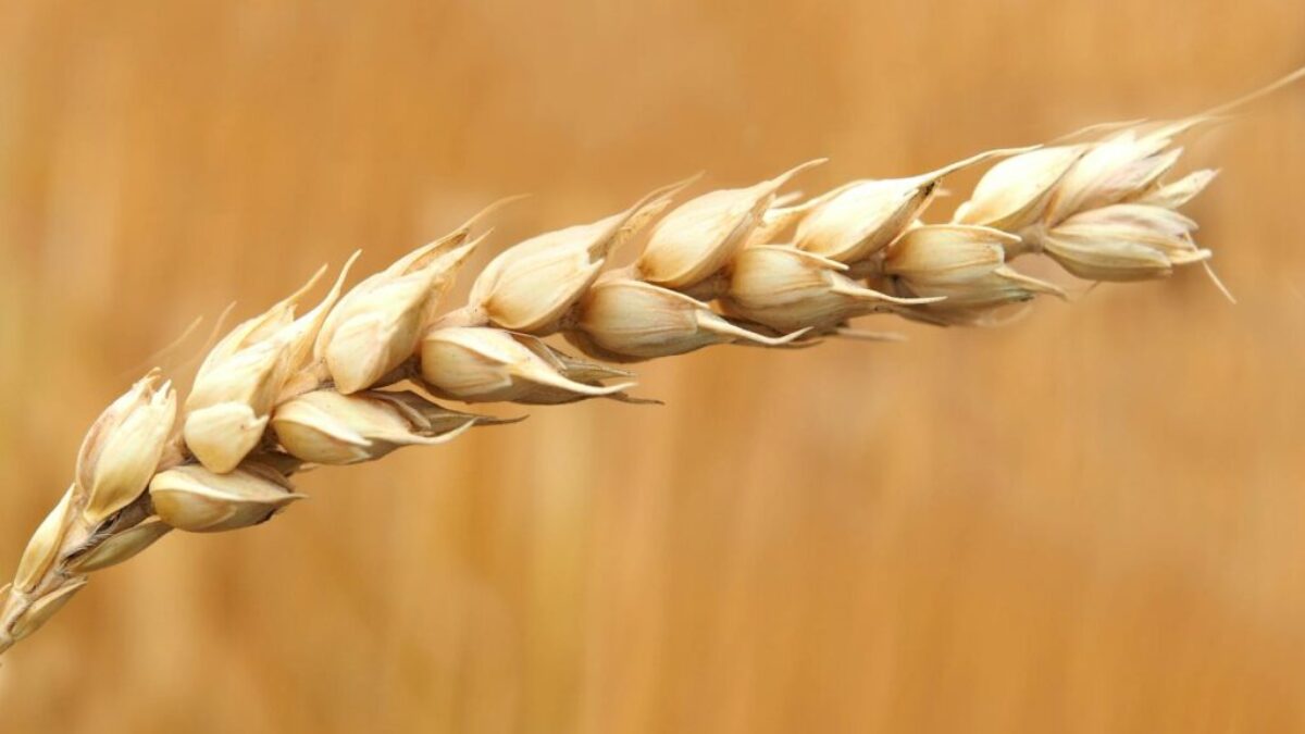 Wheat Grains Closeup Photography