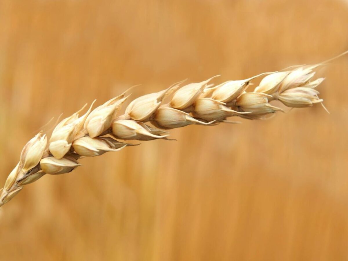Wheat Grains Closeup Photography