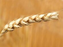 Wheat Grains Closeup Photography