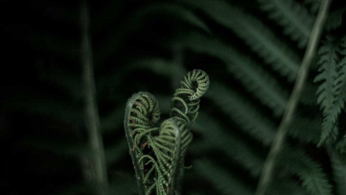 rolled leafed plant