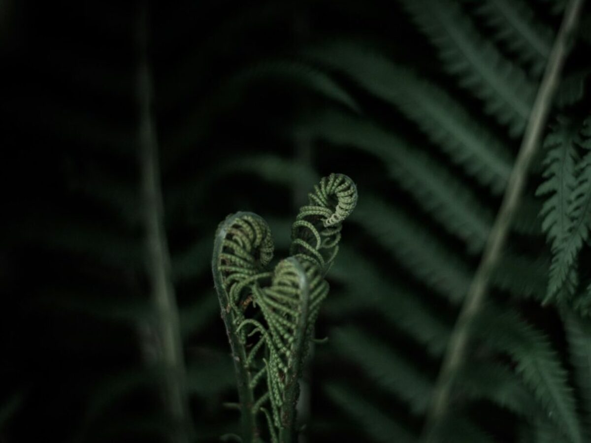 rolled leafed plant