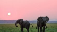 two grey elephants on grass plains during sunset
