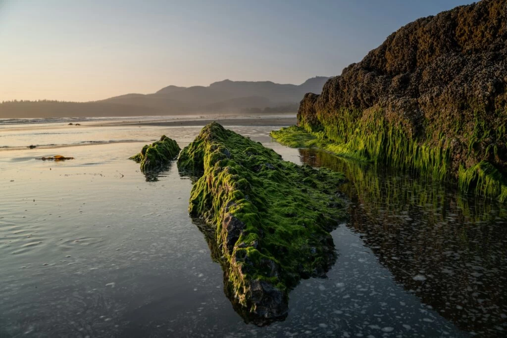 Photo by Perry Kibler - Techsvět green coastal rock during daytime