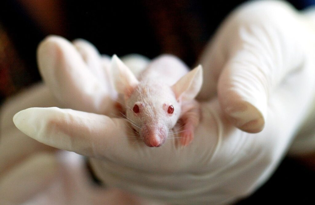 animal, mouse, experiment