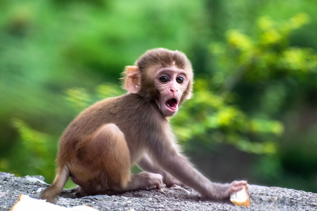 šimpanz - Techsvět cute, monkey, baby