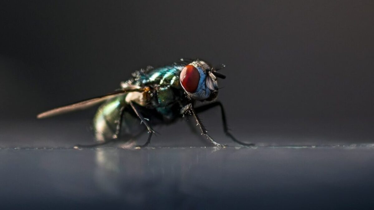 a close up of a fly on a table