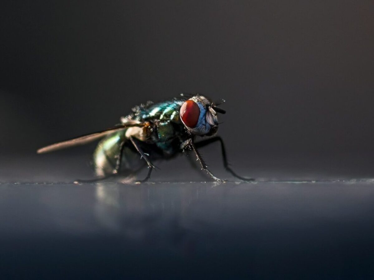 a close up of a fly on a table