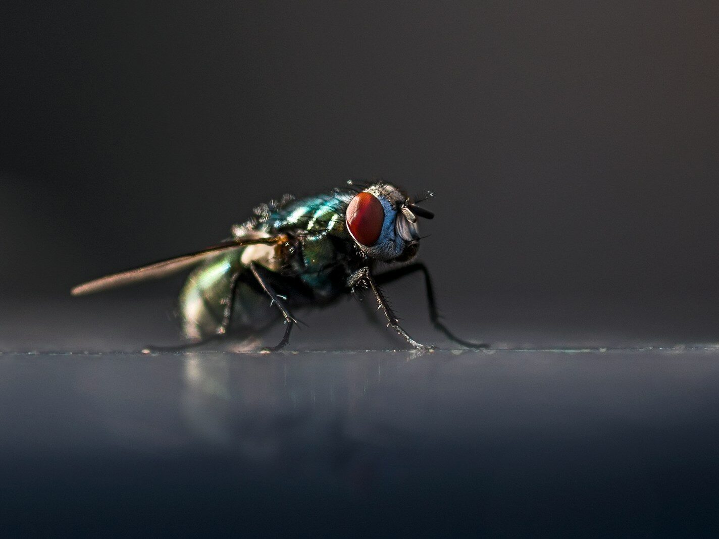 a close up of a fly on a table