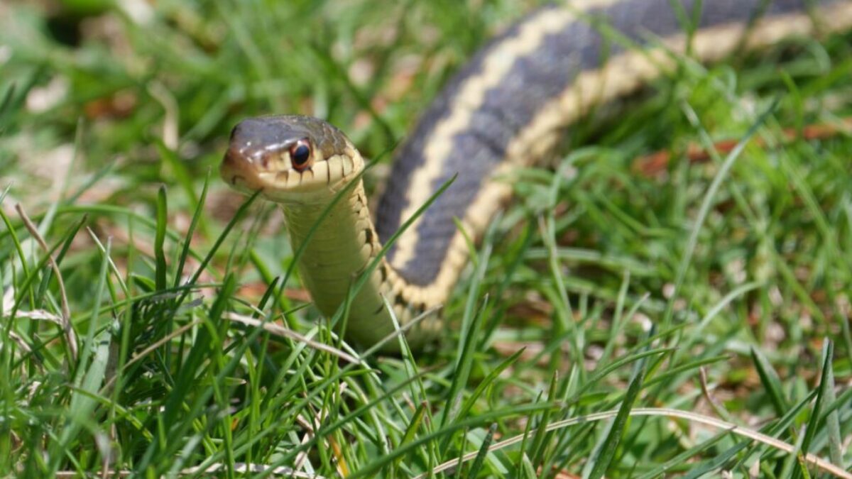 black and yellow snake on green grass during daytime