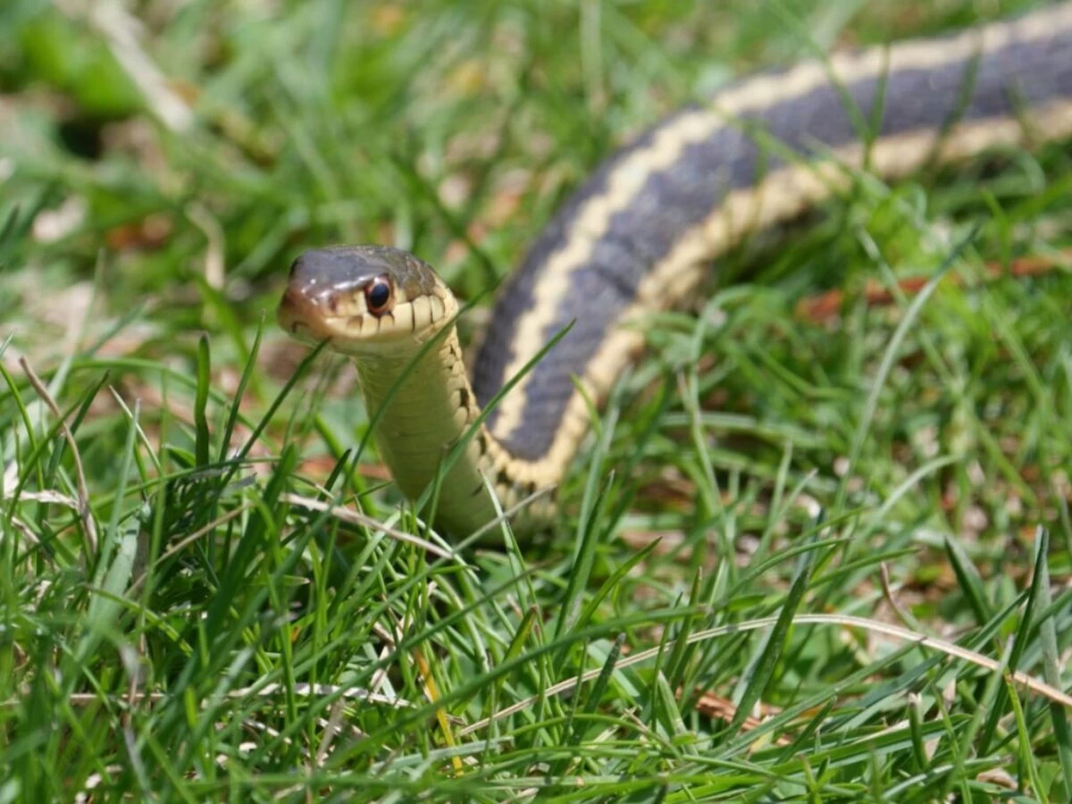 black and yellow snake on green grass during daytime