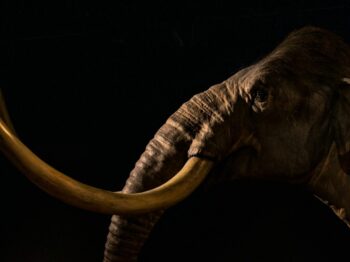 photography of gray elephant