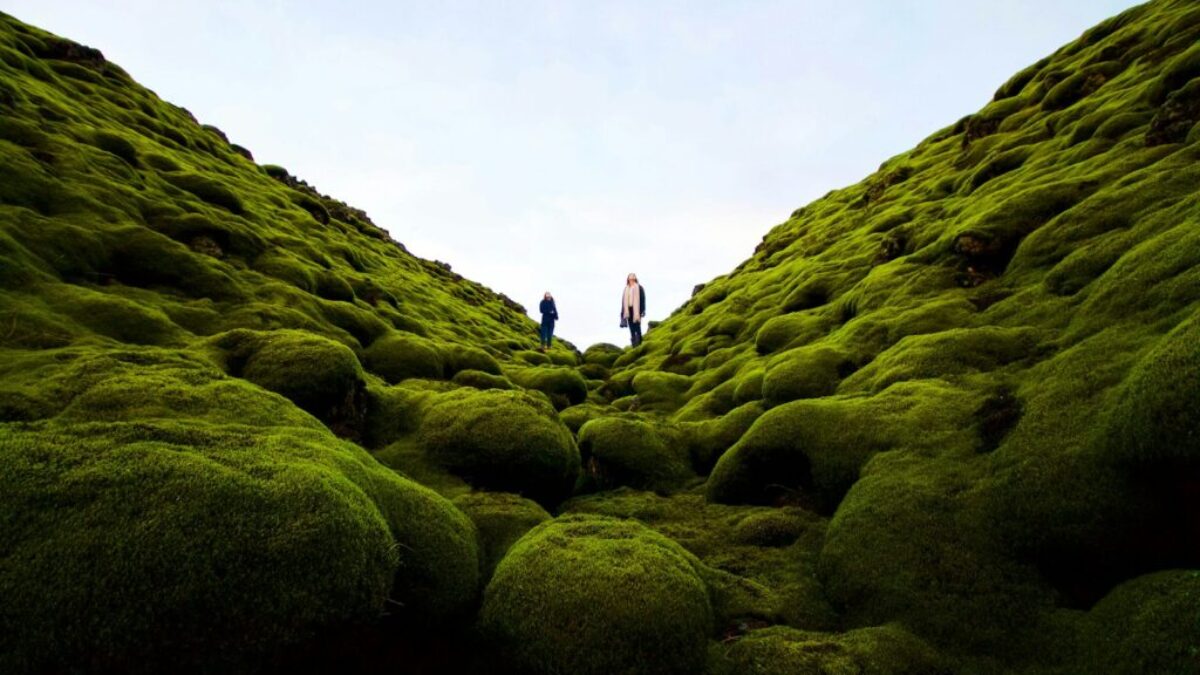 people walking on green grass field during daytime