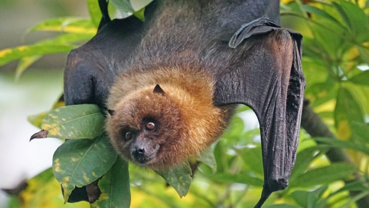 animals, bat, flying dog