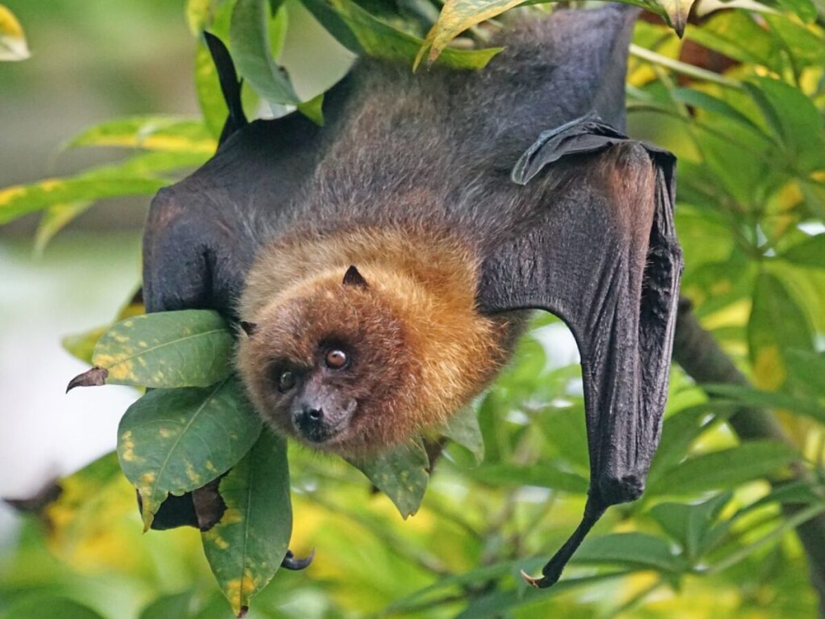 animals, bat, flying dog