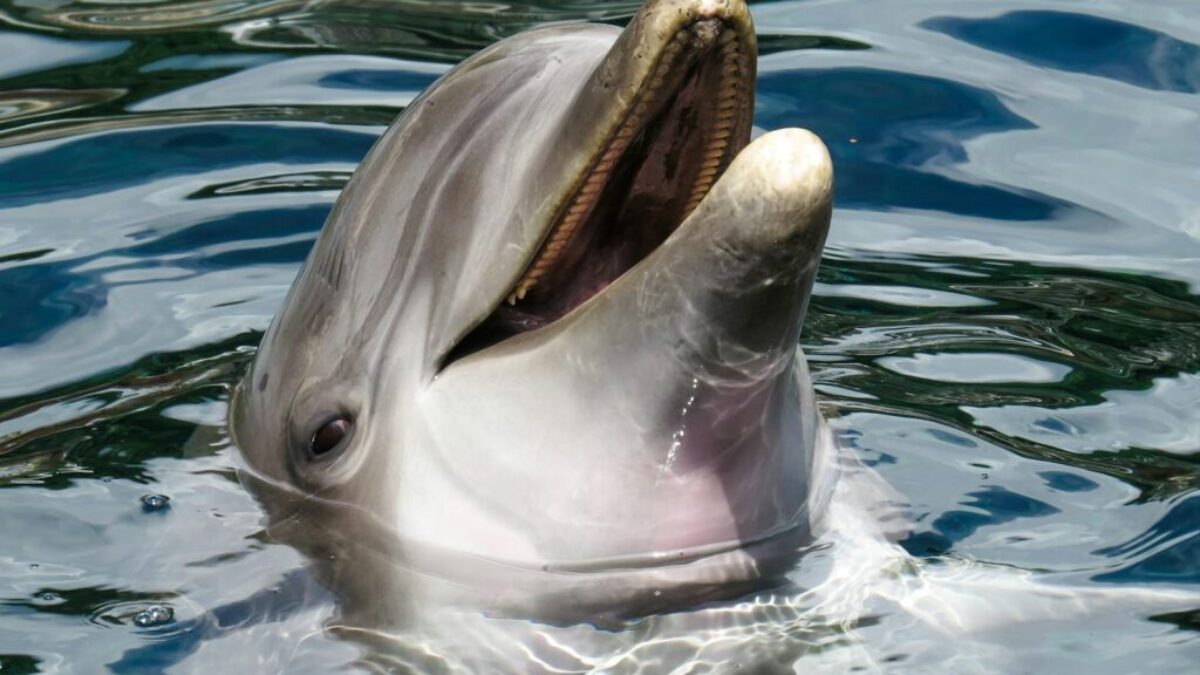 Dolphin's Head in the Surface