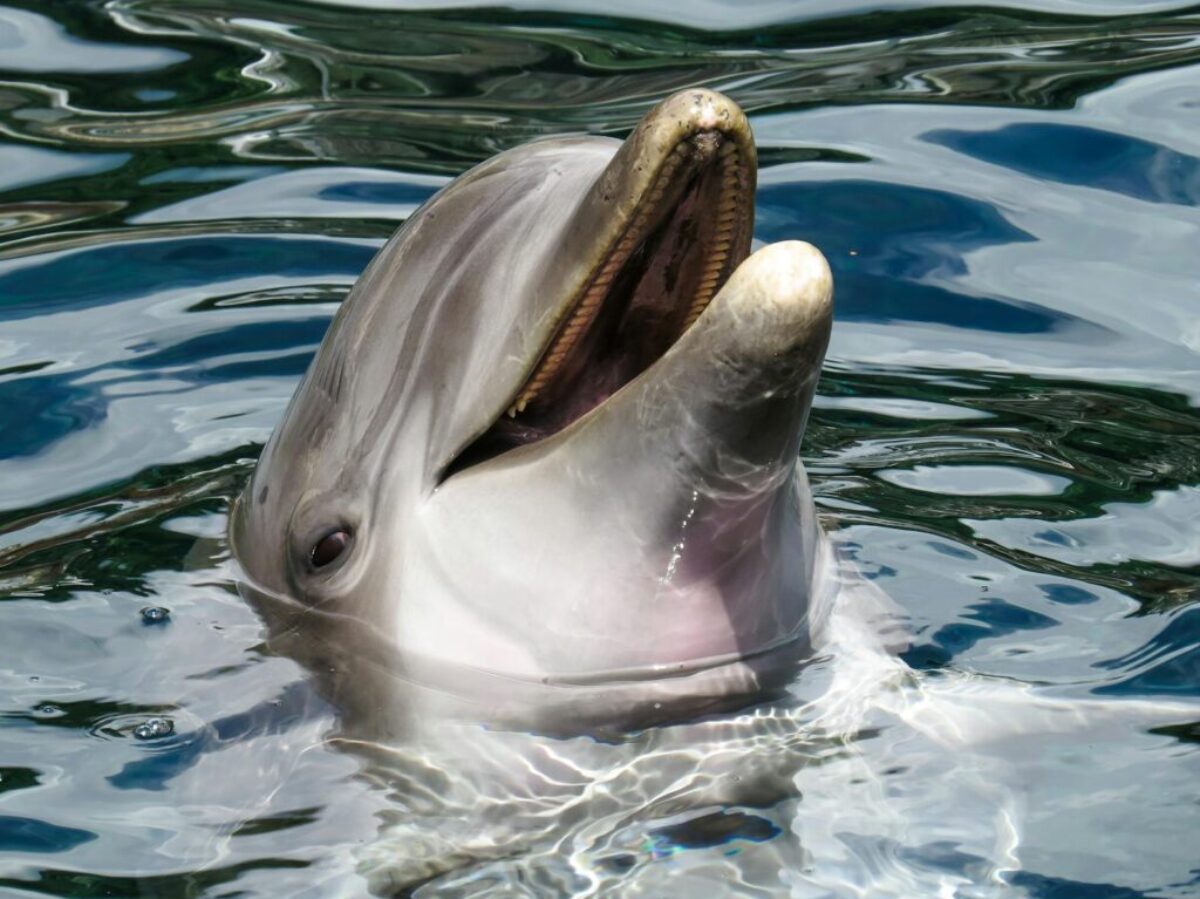 Dolphin's Head in the Surface