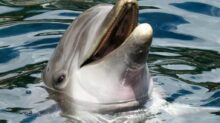 Dolphin's Head in the Surface