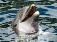 Dolphin's Head in the Surface