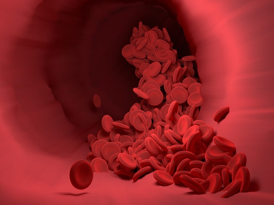 red blood cells, blood vessel, blood flow